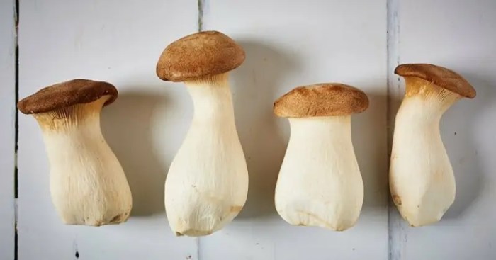  How to cook oyster mushrooms Indian style – A flavorful guide